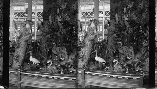 Pennsylvania's Exhibit of Birds, Worlds Columbian Exposition