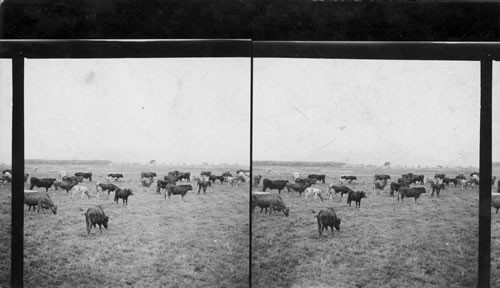 Cattle on a Hacienda Near Osorno, Southern Chile