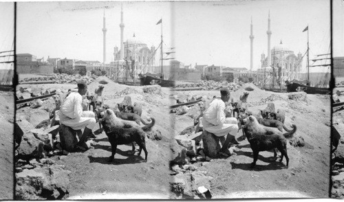 A Turk and his Dogs Constantinople, Turkey