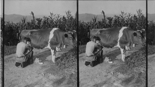 Man Milking Cow