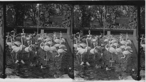 Flamingoes in the Gardens of the Royal Palace, Jaipur, India