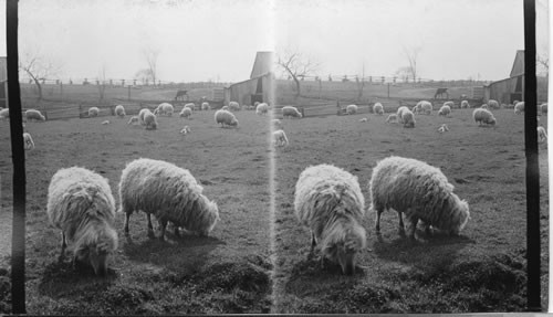 Sheep raising on an Ontario farm, Canada