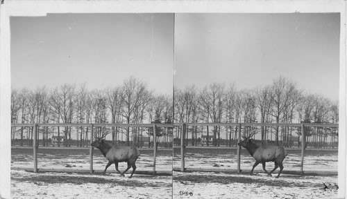 Elk. Central Park. N.Y