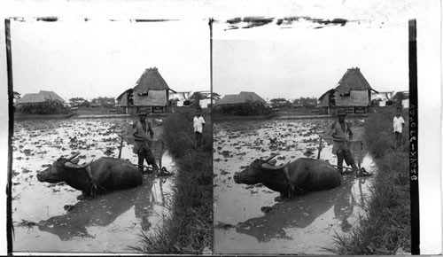 Typical Filipino farming scene - rice field and water buffaloes, resting between furrow. Luzon. P.I