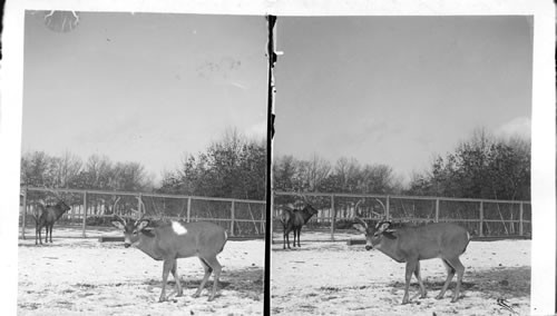 Elk. Central Park. N.Y