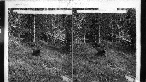 Grizzly bear at home in the wilderness of famous Yellowstone Park. Wyoming