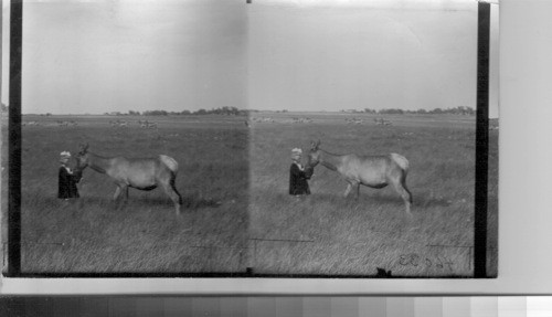 A tame elk doe, the only one of 700 that will allow a person to feed it. Canada. Alta