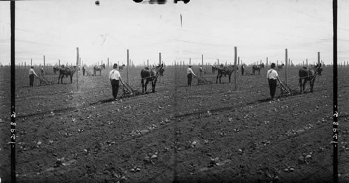 Cultivating Tobacco Plants, Conn