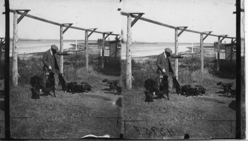 Showing a number of Silver Black Fox in one pen, Rosbank Fur Farms, Ltd. Southport, P.E. Island