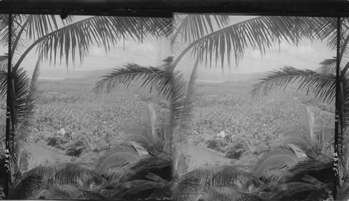 Ten thousand acres of coconut palms, Philippine Islands