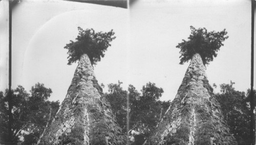 Looking up a giant fir of the Northwest, Ore