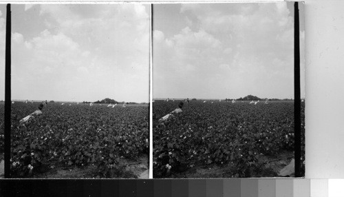 Picking Cotton by hand, near Dallas,Tex