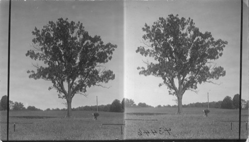 Hickory nut tree near Meadville, Penna