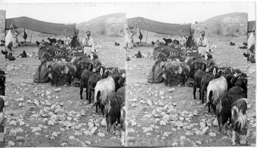 Milking goats in a Bedouin Camp. Palestine