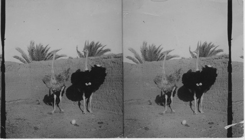 Ostrich Farm at Matariyeh, Egypt