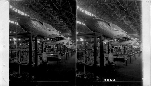 Life size model and actual skeleton of a Sulphur-bottom whale (Balaenoptera Musculus) World's Fair, St. Louis