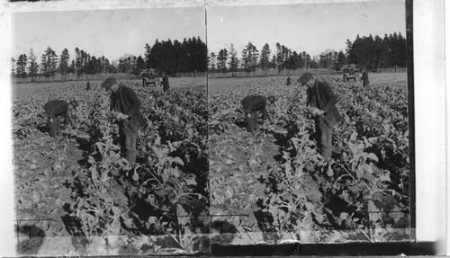 Harvesting Turnips for Feed. Experimental Farm. P.E.I. Can