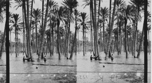 The over flow of the nile, Cairo, Egypt