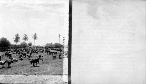 A Cattle Ranch, Jamaica