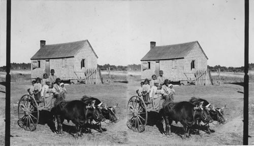 Rapid Transit in southern Mississippi. [ox and cart]