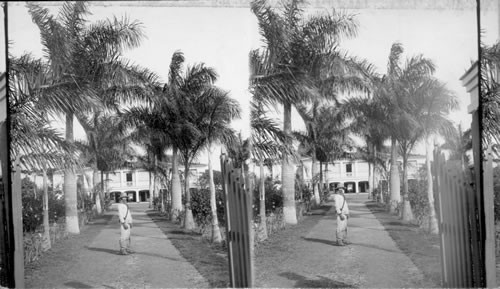 A Walk Boarded with Royal Palms, Cuba