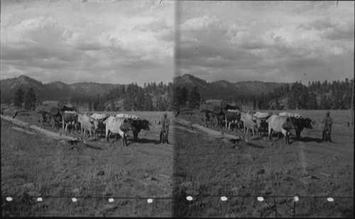 The Great Logging Team, D & R.G.R.R. Colo