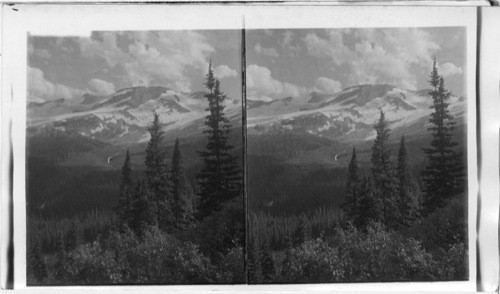 Blackfoot Glacier, S. from Trail to Gunsight Chalets, Glaciers National Park, Montana. Largest in Glacier Nat. Pk. [Snow covered mountains in distance beyond forested hills with evergreens in foreground.]