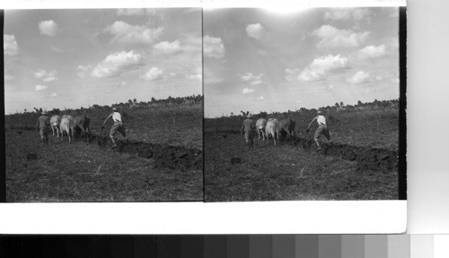 Cuba - Province of Havana - San Antonio de las Vegas: Plowing up a cornfield to prepare it for planting on a farm in the south central part of Cuba between Havana on the north coast and Batabano on the south coast of the island. This is the farm of a middle-class farmer who is considered a successful operator. He keeps his fields in good condition rotating his crops. Except on the very few big estates machinery has not replaced the oxen nor the hand labor of the farmers. The steel plow has replaced the old wooden plow which is now only very rarely seen and then on some poor little piece of land. These two men working in the field are relatives of the farmer who work for him