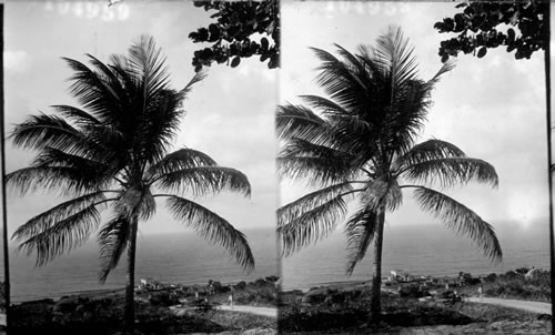 A Coconut Palm near the Sea. Barbados