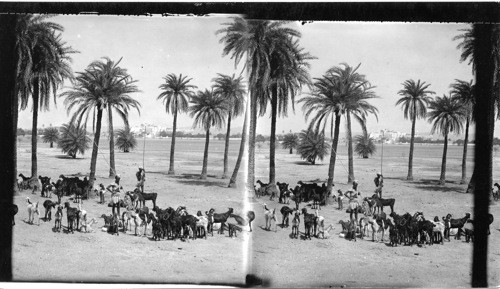 Herding Goats on the Great Plains outside the City of Udaipur. India