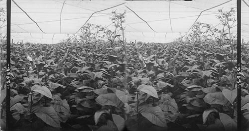 Tobacco growing under canvas, Conn. Splendid growth - (9 ft) of tobacco under cover, Granby, Conn