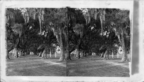 Avenue of Live Oaks, Audubon Park, New Orleans, La