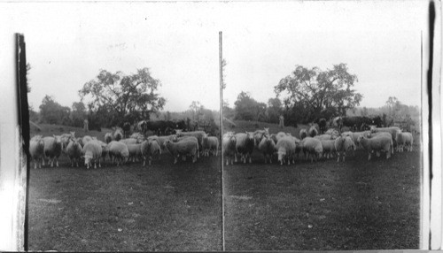 Sheep raising on an Ontario farm, Canada