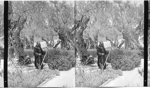 Olive trees in the Garden of Gathsemane - Jerusalem. Palestine