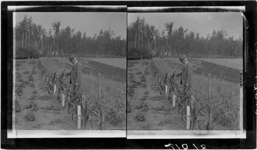 Government experimental farm near Fairbanks, Alaska