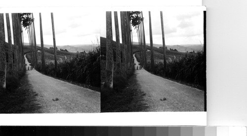 British West Indies - Island of Barbados, near Bathsheba: Sugar plantation on the east coast of Barbados. This particular crop is the largest and best they have had in more than ten years. Sawders 1949