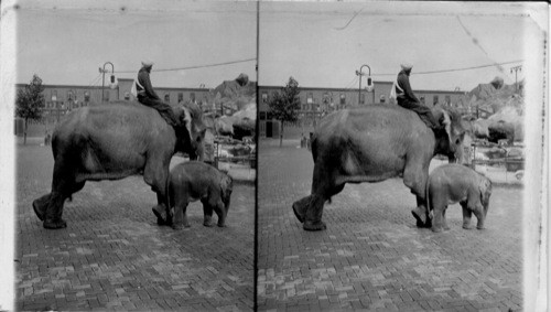 Regius largest mother, and Francis smallest baby elephant in the world. Hagenbeck's