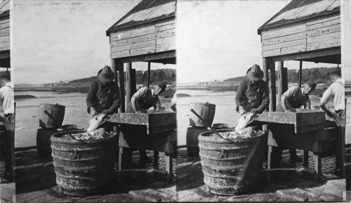 Salmon. Cleaning Salmon, Maine