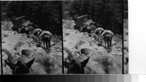 Looking into the "Mist Falls, of South Fork of Kings river. Fresno Co., Calif. Taken while on horseback without tripod & without focusing on ground glass. box 6 No. 15. On the way to Mist Falls (Kings River Can[y]on) Guide and pack of Keystone photographer[s] going thru a stony trail w[h]ere rattlesnakes dwell