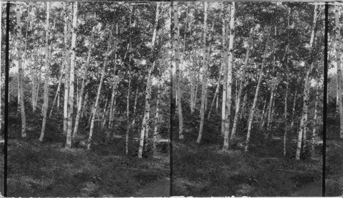 Grove of Birch Trees, Intervale, N. H