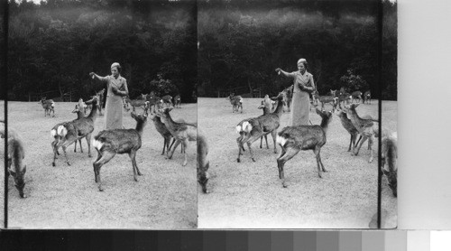 Feeding the deer, Nara, Japan