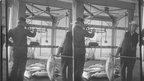 Weighing the fish - Salmon Canning Factory. Astoria, Ore