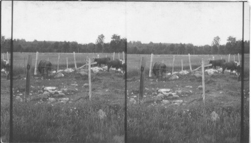 Cows in Rocky Pasture