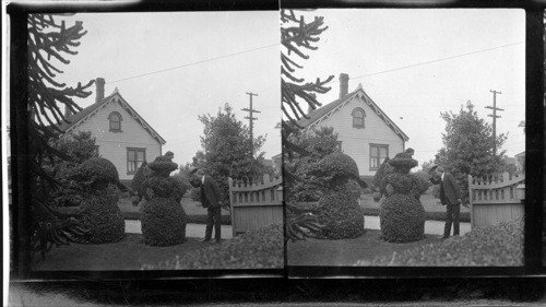 The " Merry Widow" Topiary Work. Pendray's Gardens, Victoria, B.C