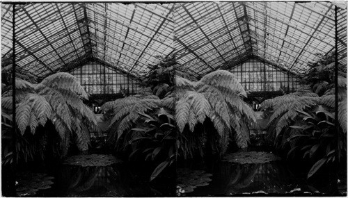 Fern House, Douglas Park Conservatory, Chicago, Ill