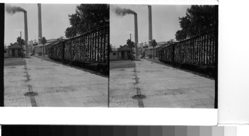 Cuba - Province of Camaguey - Senado: At the central Senado, A freight train arrives from distant plantations with a load of cane just harvested for processing at Central Senado where it will become the crude (brown) sugar which later is shipped to the United States for refineries to turn it into the types of sugar the American Housewife knows and uses. Central Senado is one of the best managed and most clearly operated of all Cuba's 161 "centrals" (sugar mills). It is owned by private Cuban capital and operated by Cubans. Senado is about 35 miles northeast of the city of Camaguey in the heart of the rich sugar lands of the Province of Camaguey