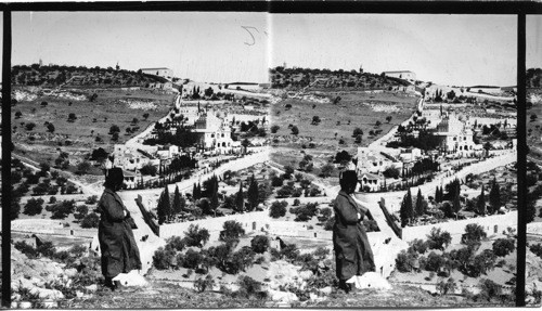 The garden of Gethsemane, Palestine