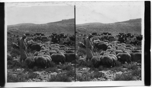 Syrian Shepherd and Flock in Amos’ Home Country, near Tekoah, Judea, Palestine