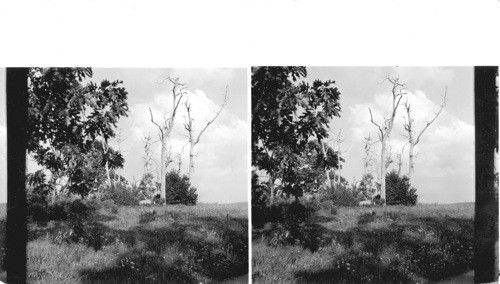 Ghost Forest at Big Meadows caused by a tree blight. Skyline Drive. Shenandoah Nat'l Park. Virginia