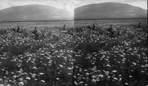 Flowery Fields around Mt. Tabor Palestine